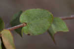 Fourpetal St. Johnswort